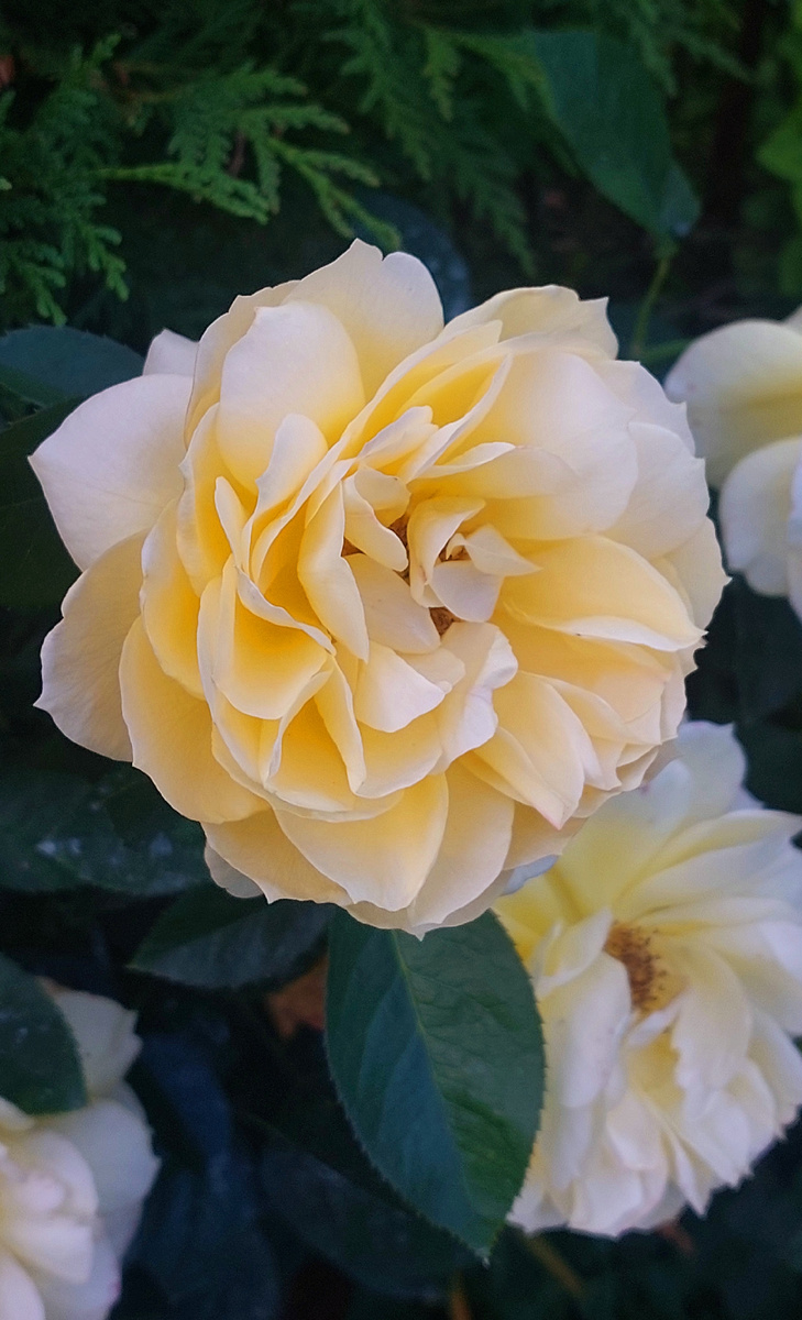 Багама. Ч/г роза