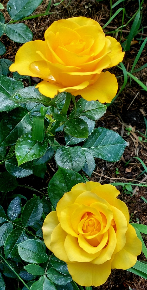 Керио. Ч/г роза