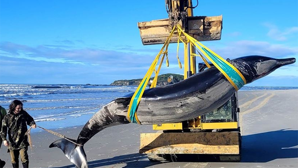     Самого редкого кита в мире нашли мертвым на пляже в Новой Зеландии New Zealand Department of Conservation