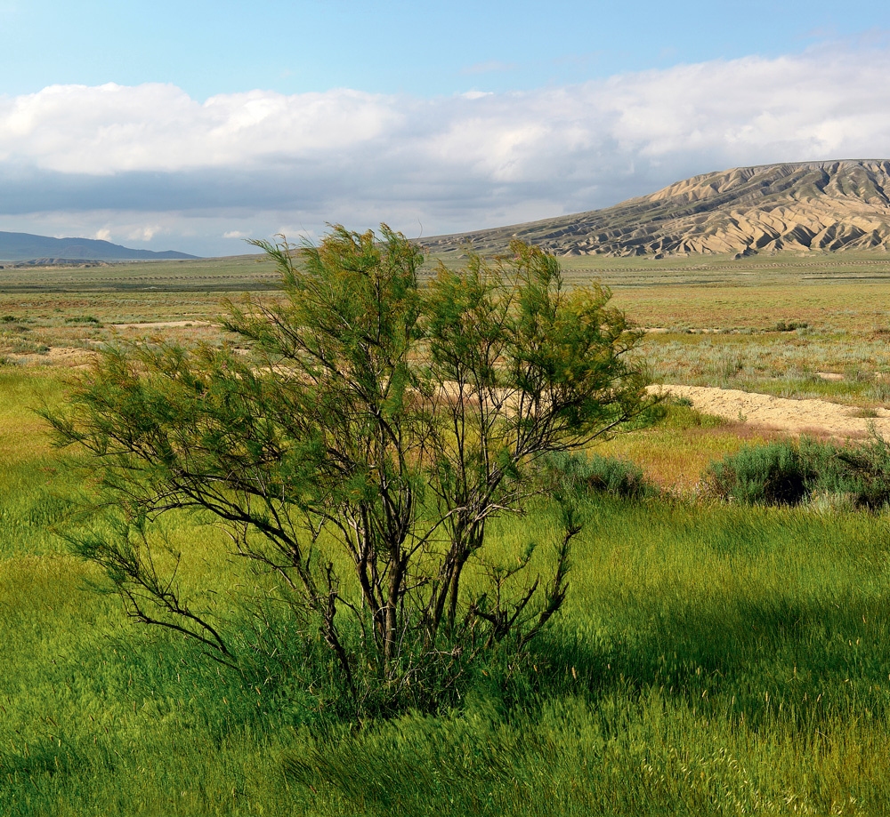 Один из крупнейших грязевых вулканов Торагай высотой около 400 метров, диаметром кратера 500 метров и диаметром основания более четырех километров