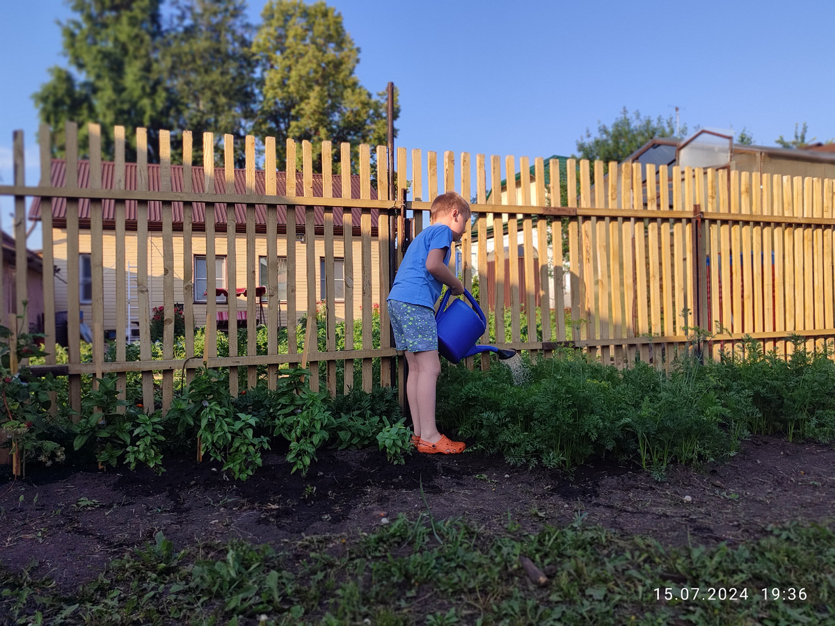 Морковку свою Паша поливает