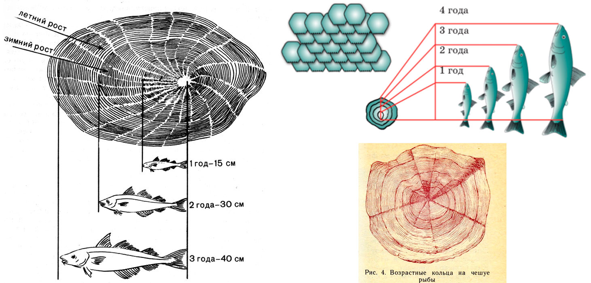 Фото с сайта: https://profrybolov.ru
