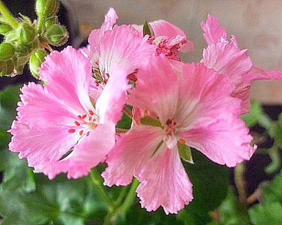 Эта розовая гвоздичка  Eras Silva уже была у меня.