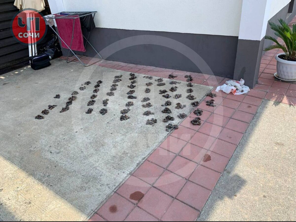    Фото: тг-канал «ЧП Сочи»