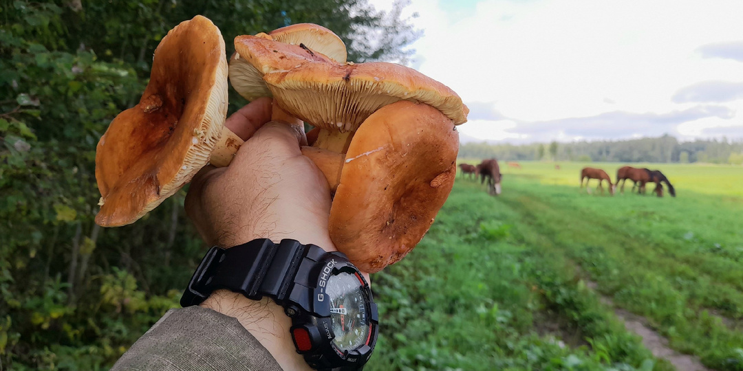 Гриб подмолочник - сладкий, мясистый, растет в жару. Но почему-то грибники его не собирают