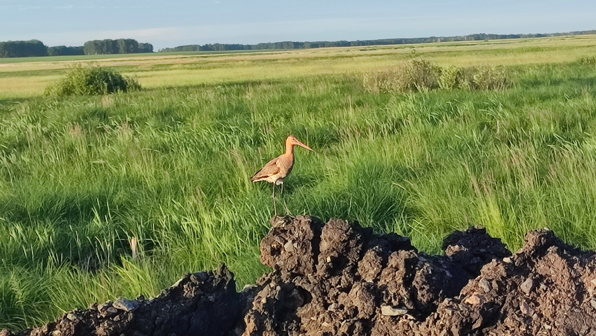 Веретенник или кулик.