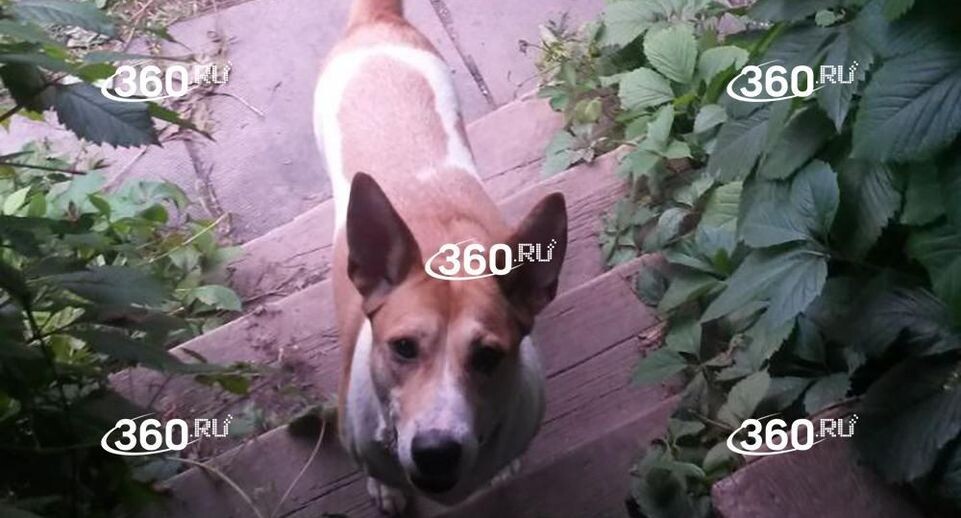    Телеканал «360»