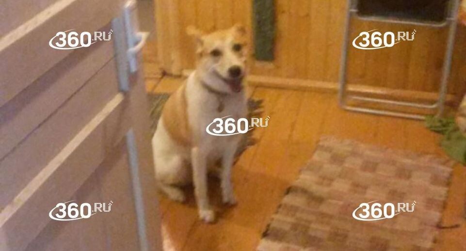     Телеканал «360»