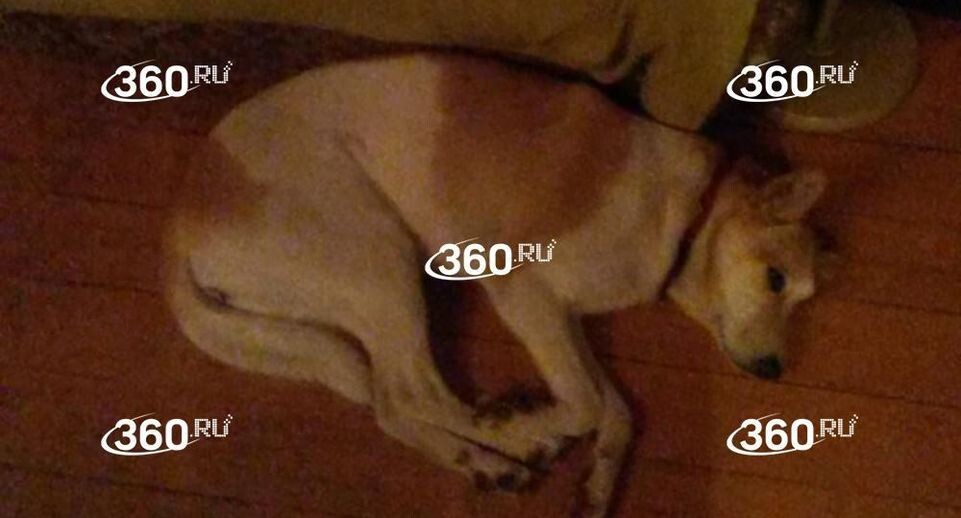     Телеканал «360»
