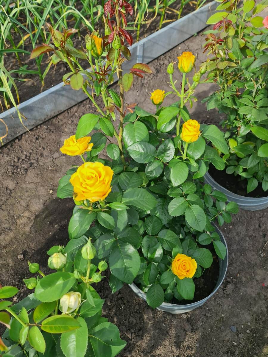 Начало цветения