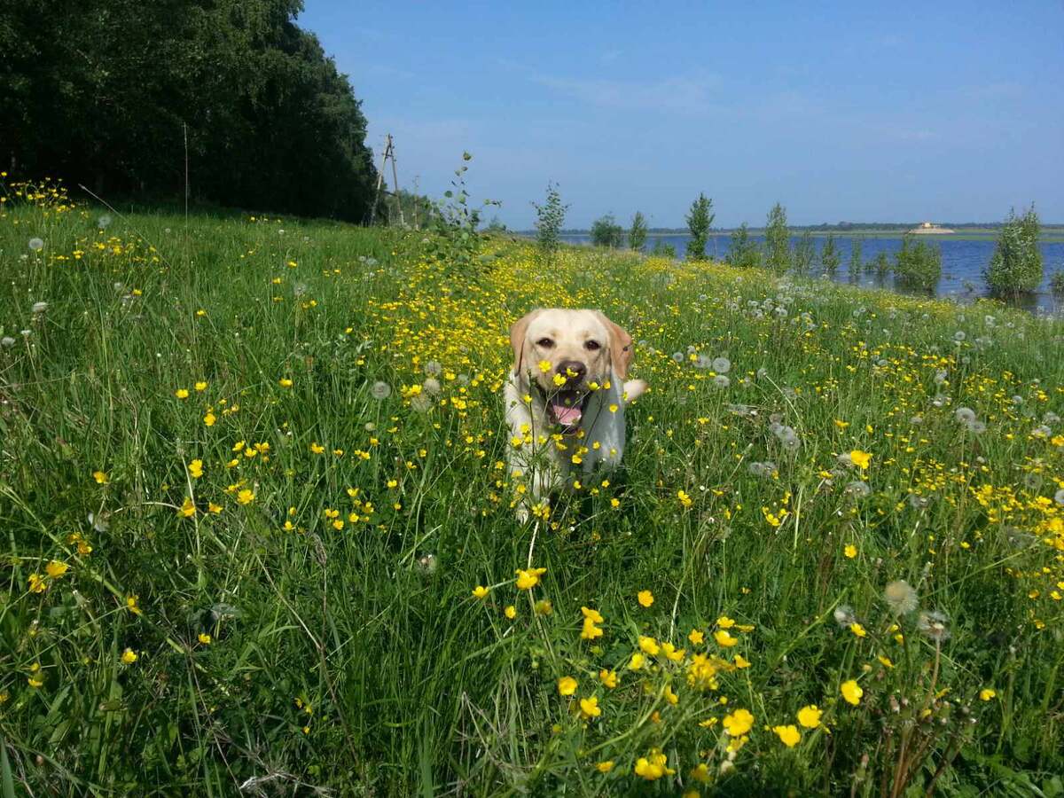 Фото из личного архива. В други источниках не встречается. 