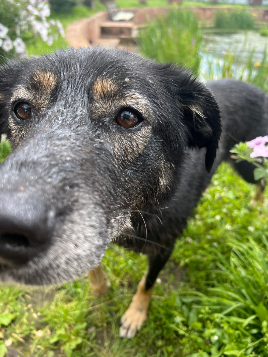 Арчи нравится камера в последнее время, вы заметили?