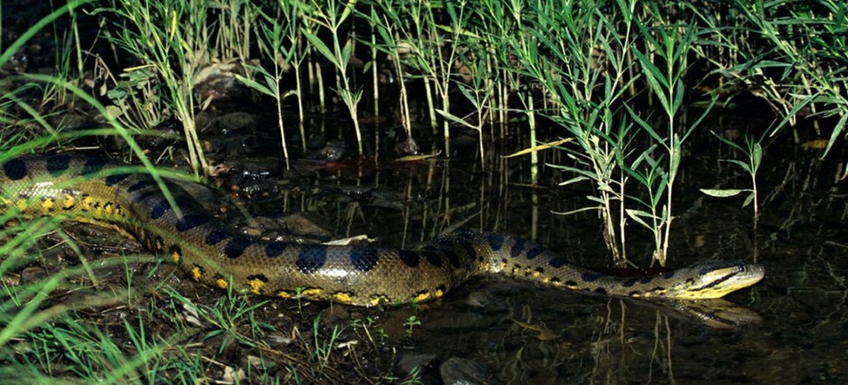 Анаконда в своей стихии. Иллюстрация взята с https://tomas-anaconda.livejournal.com
