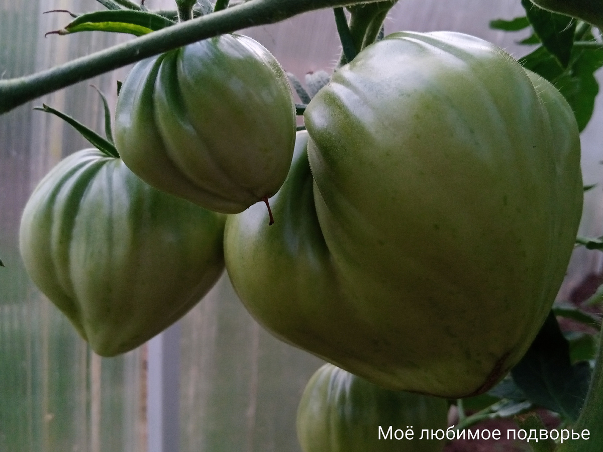 Бычье сердце Минусинское