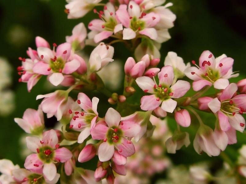 взято http://agroconsul.tomsk.ru/upload/iblock/0c1/s1200%20(3).jpg