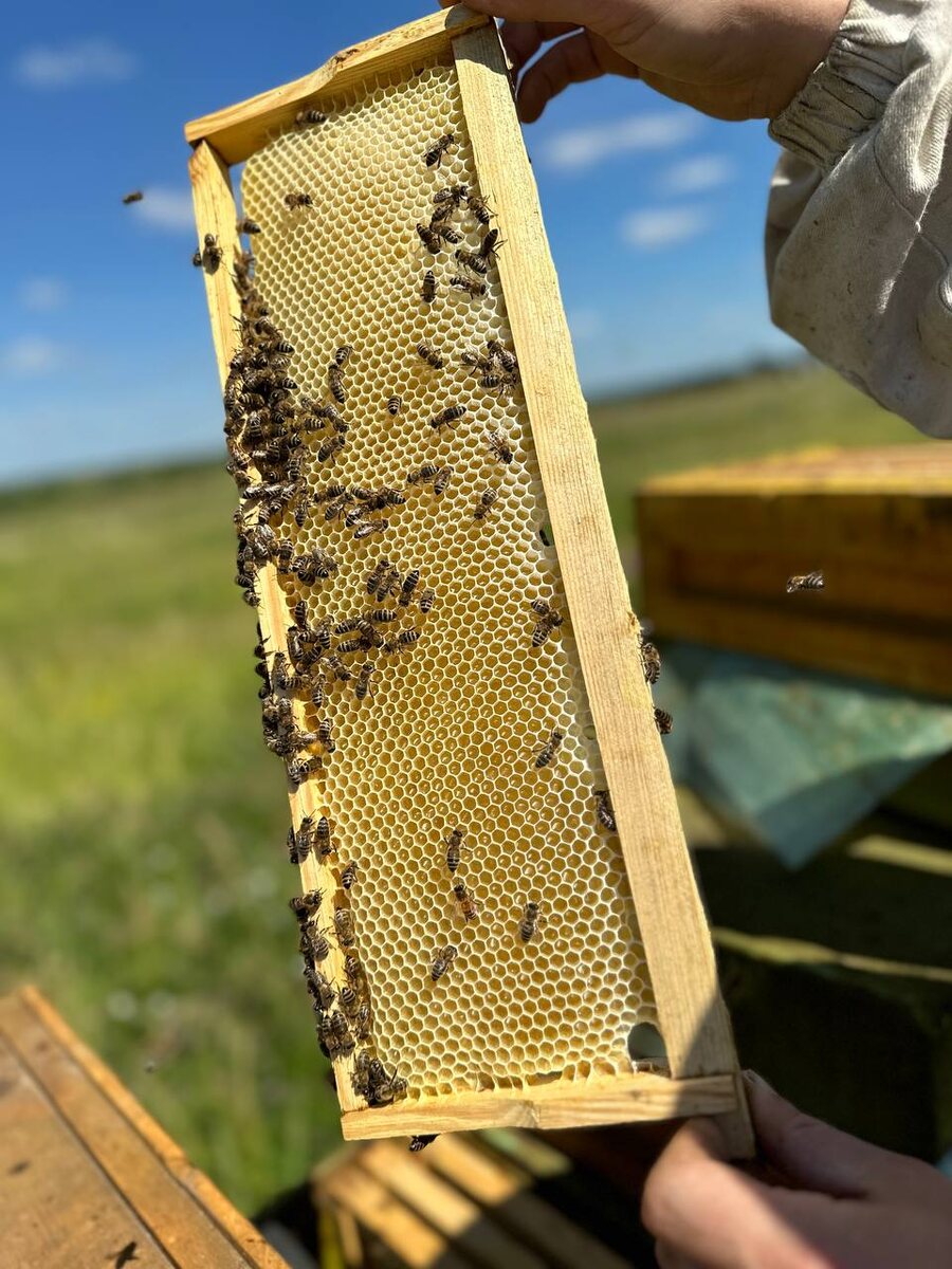 Работа на пасеке в августе — успех будущего пчеловодного сезона 🐝🍯 часть  2 | Школа пчеловодства Онлайн | Дзен