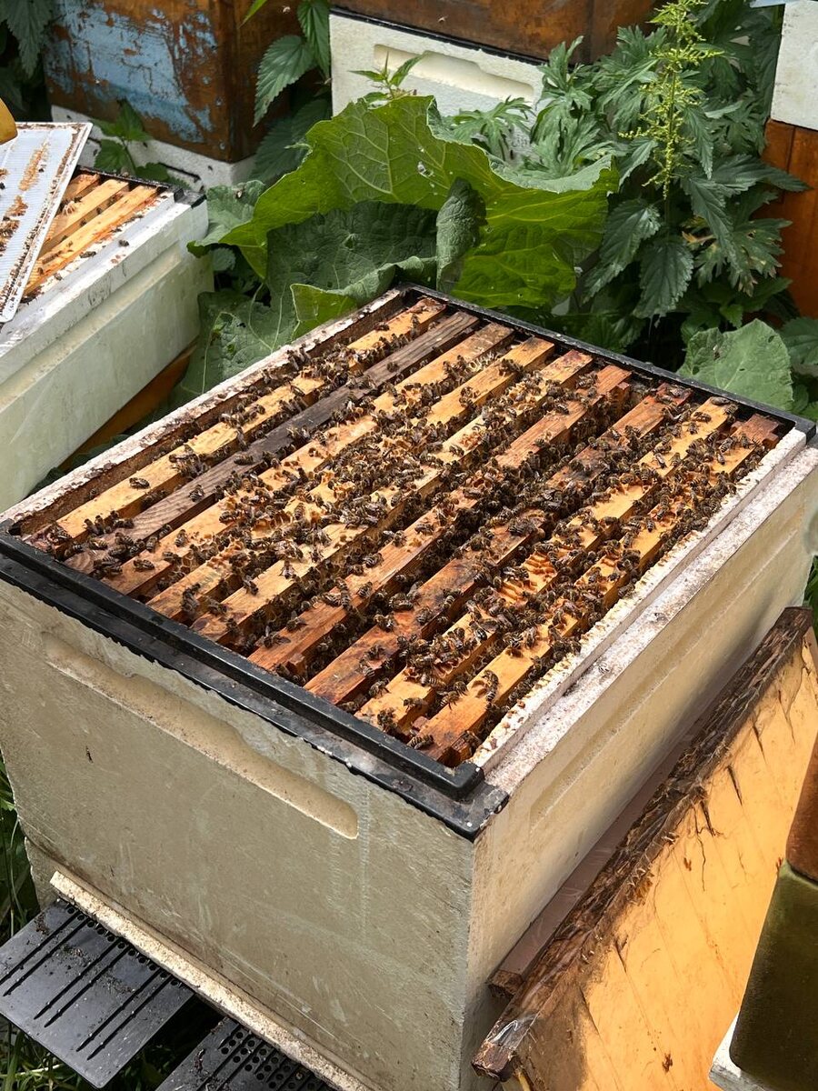 Работа на пасеке в августе — успех будущего пчеловодного сезона🐝🍯 часть 1  | Школа пчеловодства Онлайн | Дзен