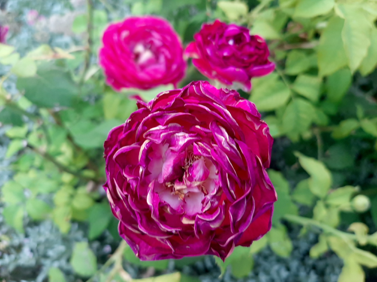 Роза Scent of Woman