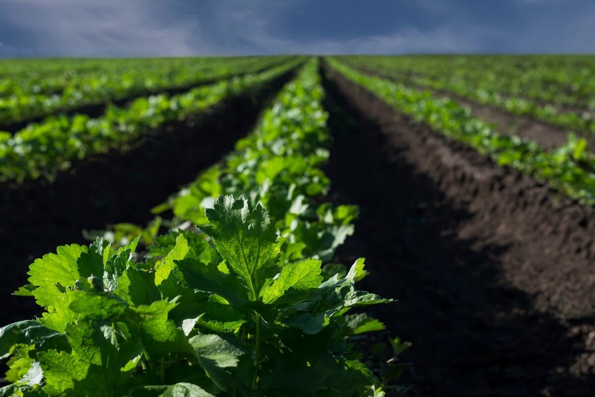 Сельдерей — это богатый витаминами и минералами овощ. Источник: Shutterstock📷
