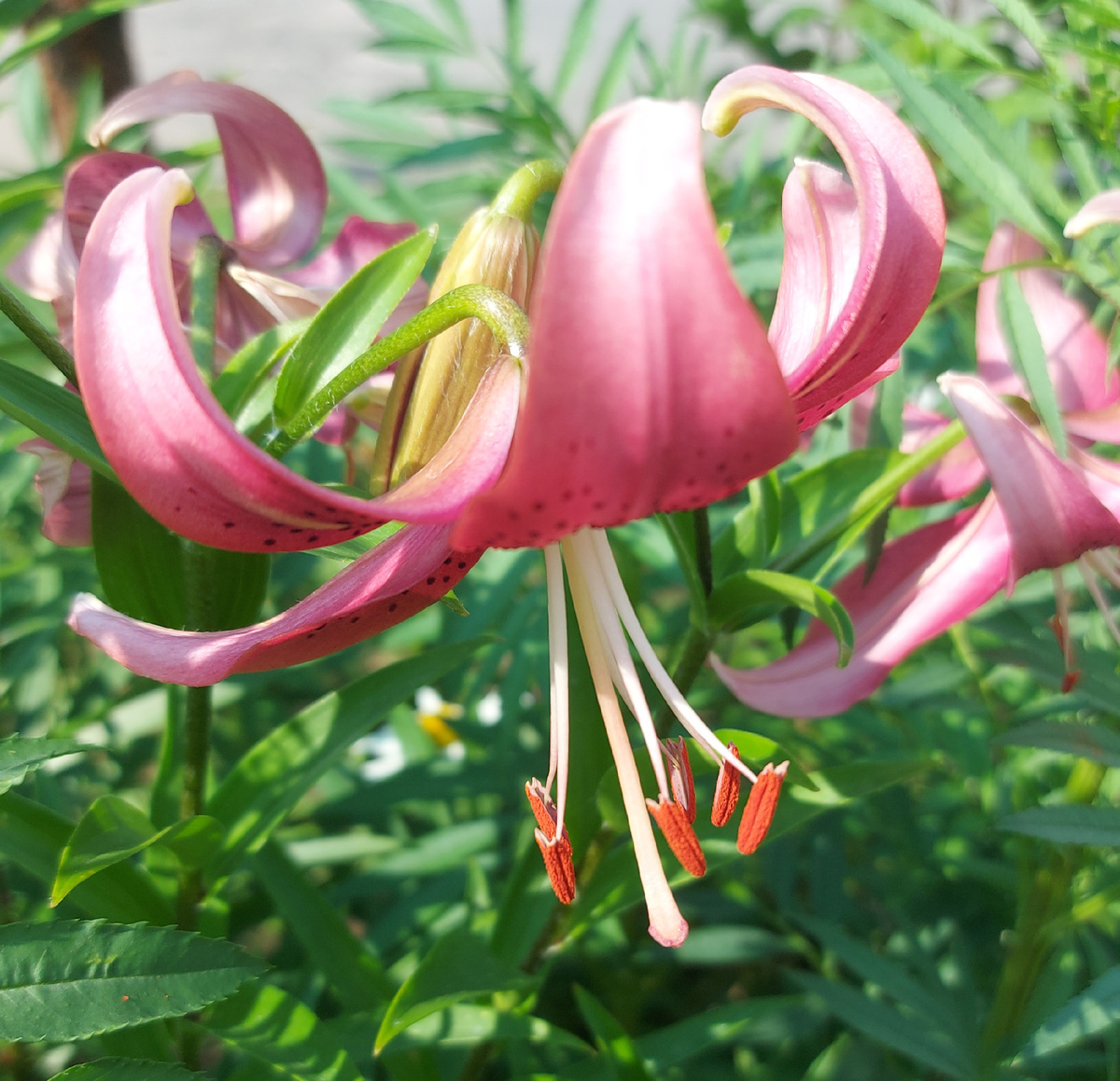 У магазина меня окликнул дворник с нежностью во взгляде, сказав с лёгким южным говорком: