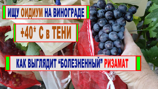 🍇 Ищу ОИДИУМ на своем винограднике. Несколько СПОСОБОВ УЛУЧШИТЬ ЗАЩИТУ винограда от болезней.