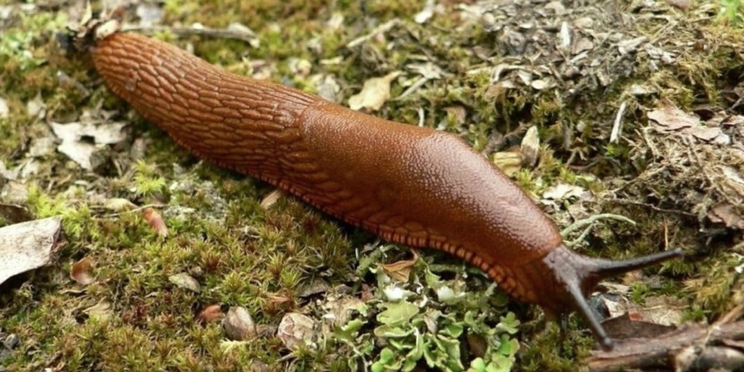 Как избавиться от слизней? 100% способ избавиться от моллюсков-вредителей