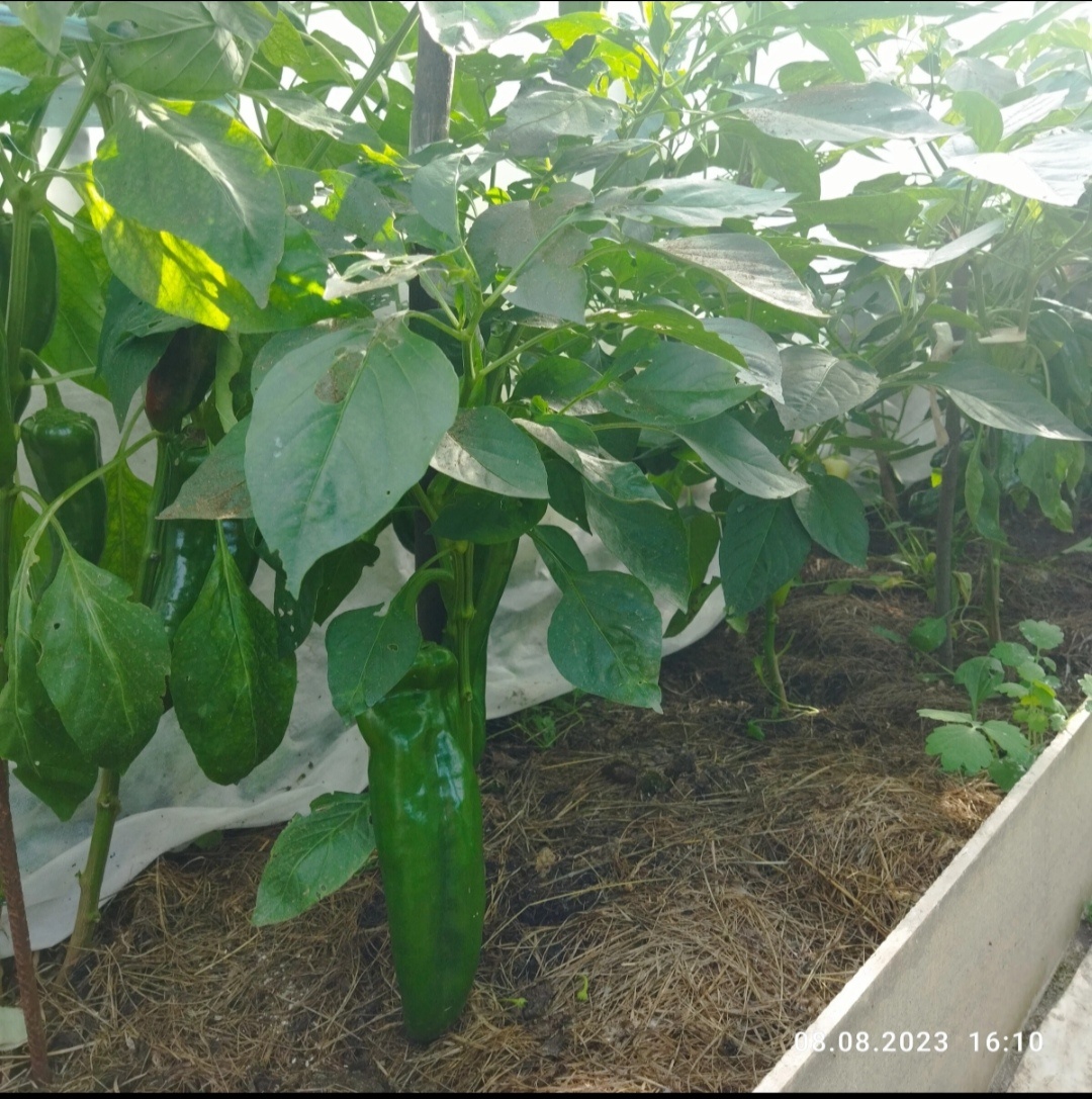 Дата фото 8 августа 2023 год