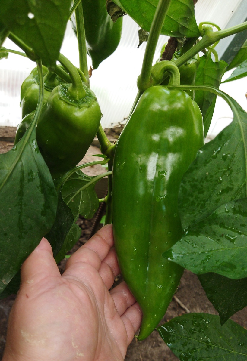 Дата фото 14 июля 2024 год