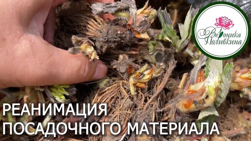 Реанимация посадочного материала на примере клубники фриго