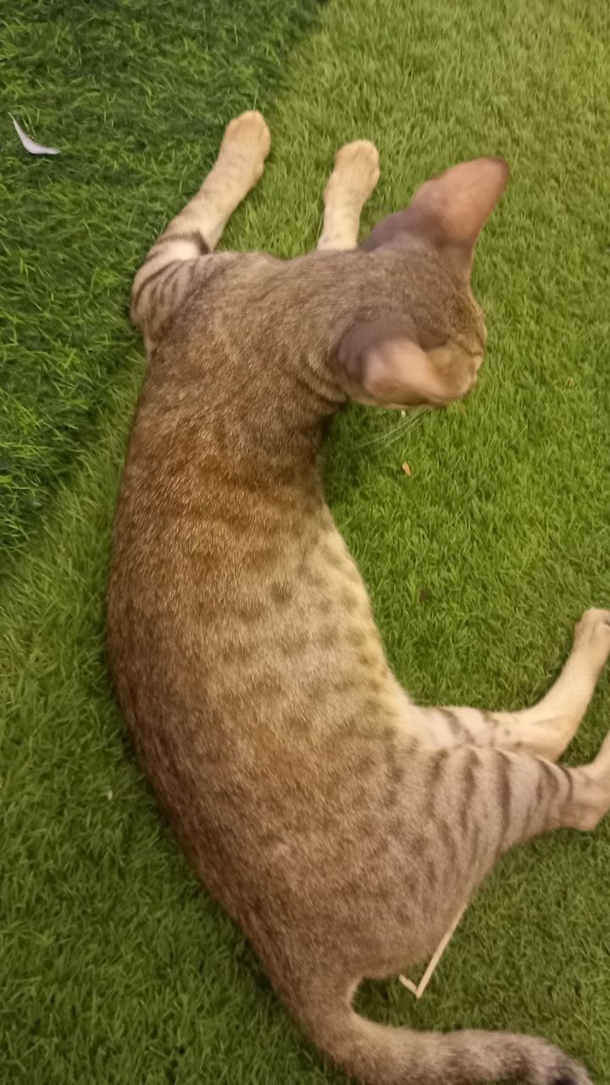 Такую красотку встретили в Дубае