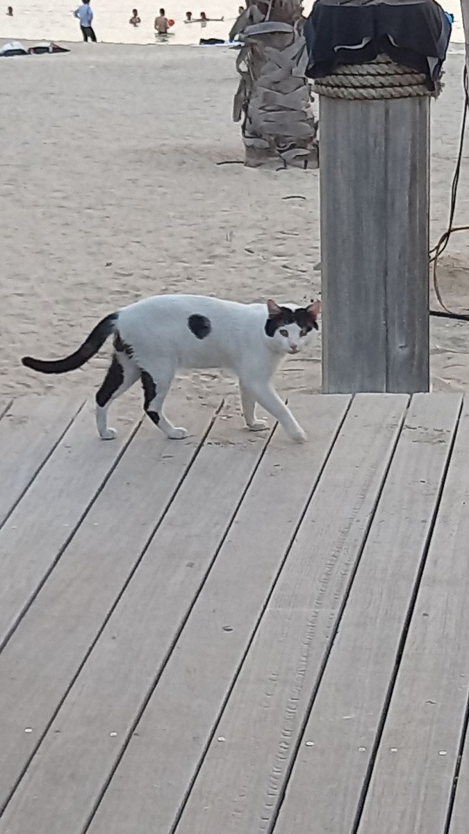А эту красивую кошку встретили на пляже La mer