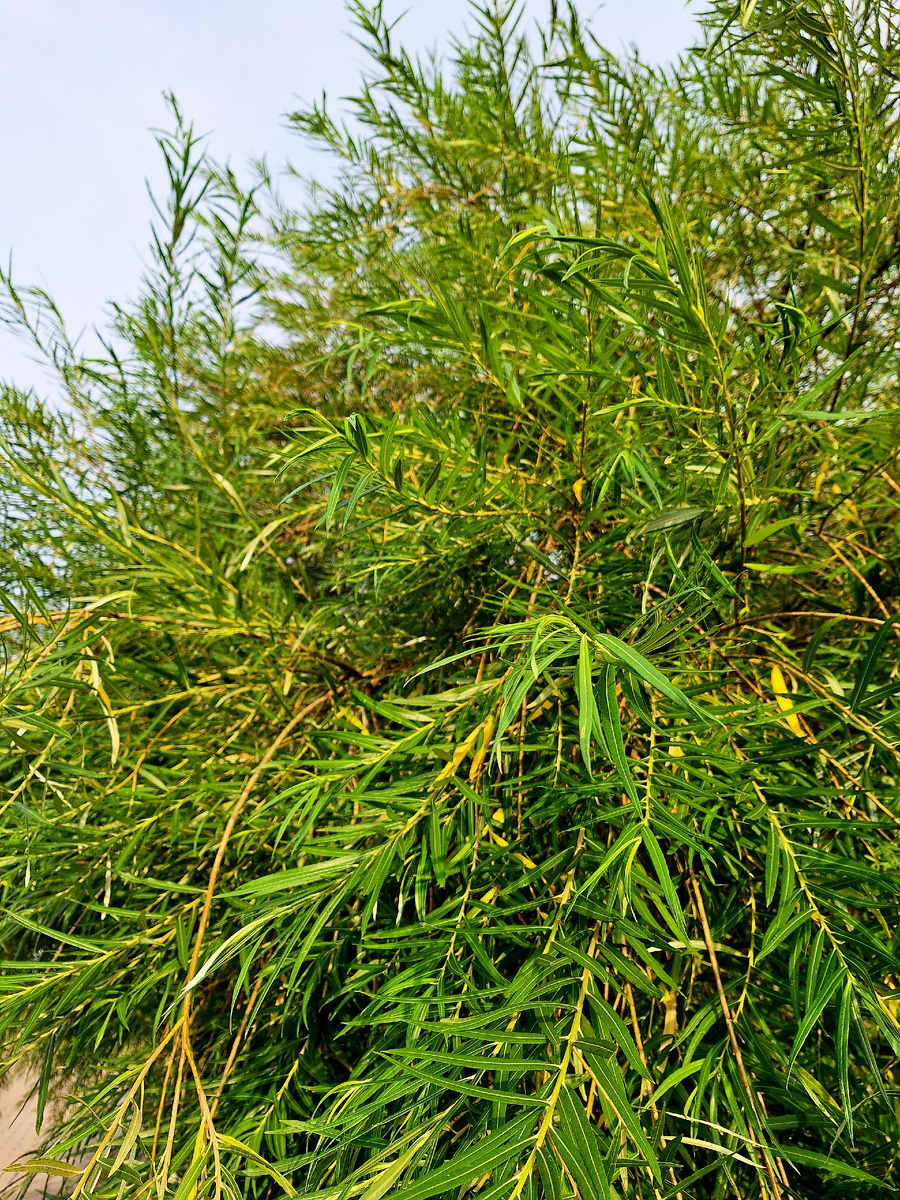 Просто ива на набережной. 