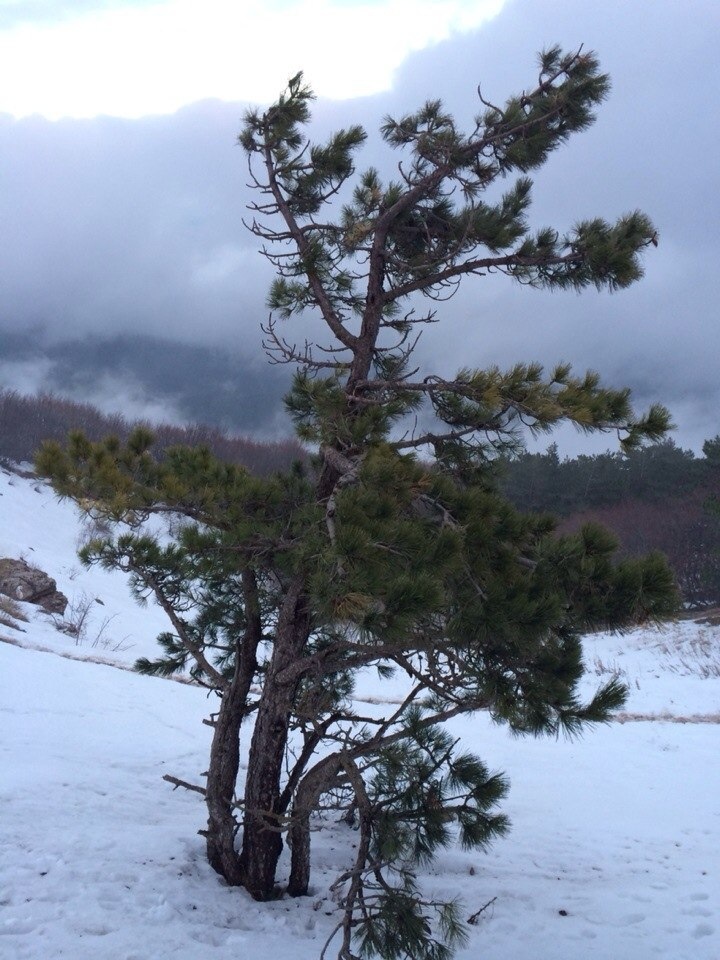 Ай-Петри зимой