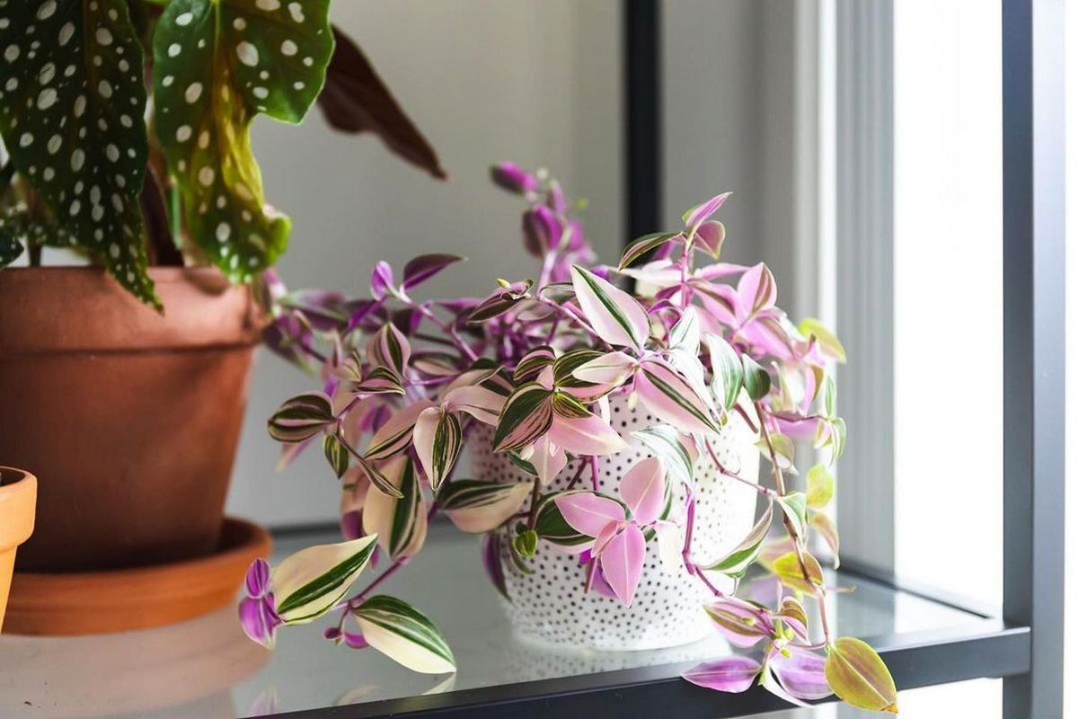 Традесканция