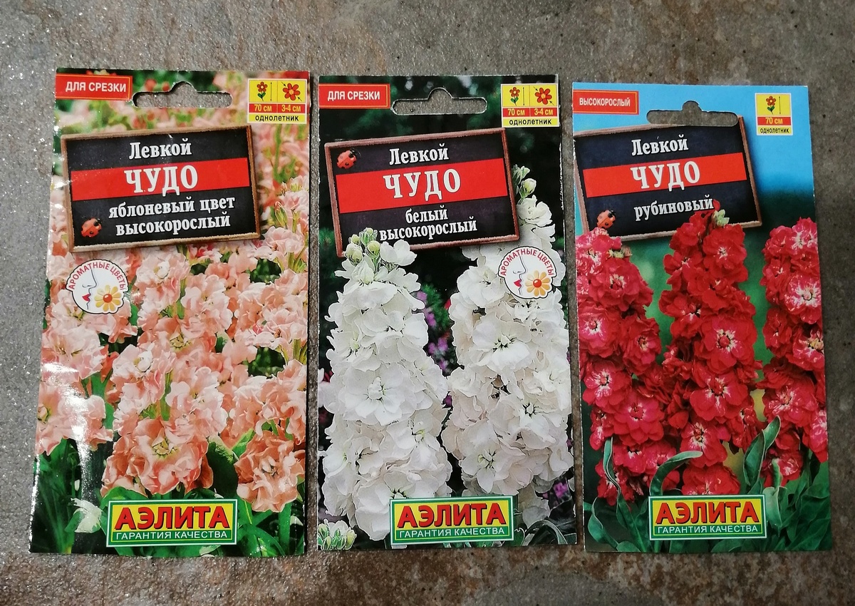 Приобрела три сорта левкоя