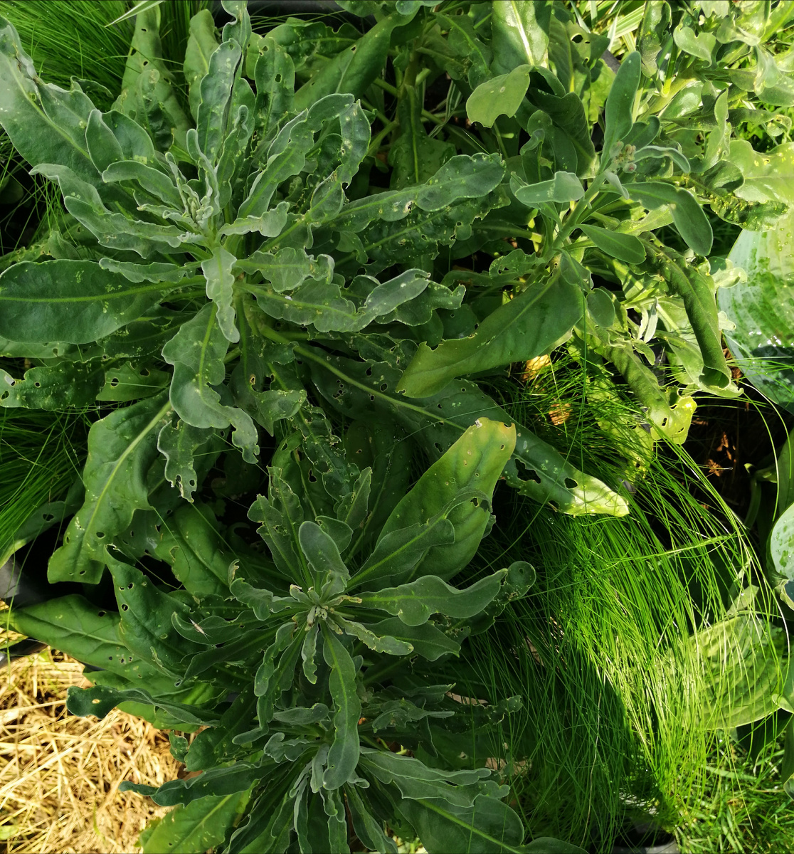 Вот такое безобразие вместо красоты