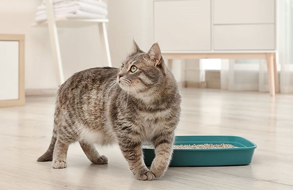 Кошка и лоток