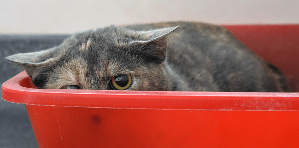 Кошка в лотке