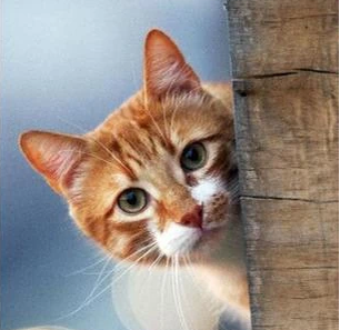 Найдено на просторах интернета