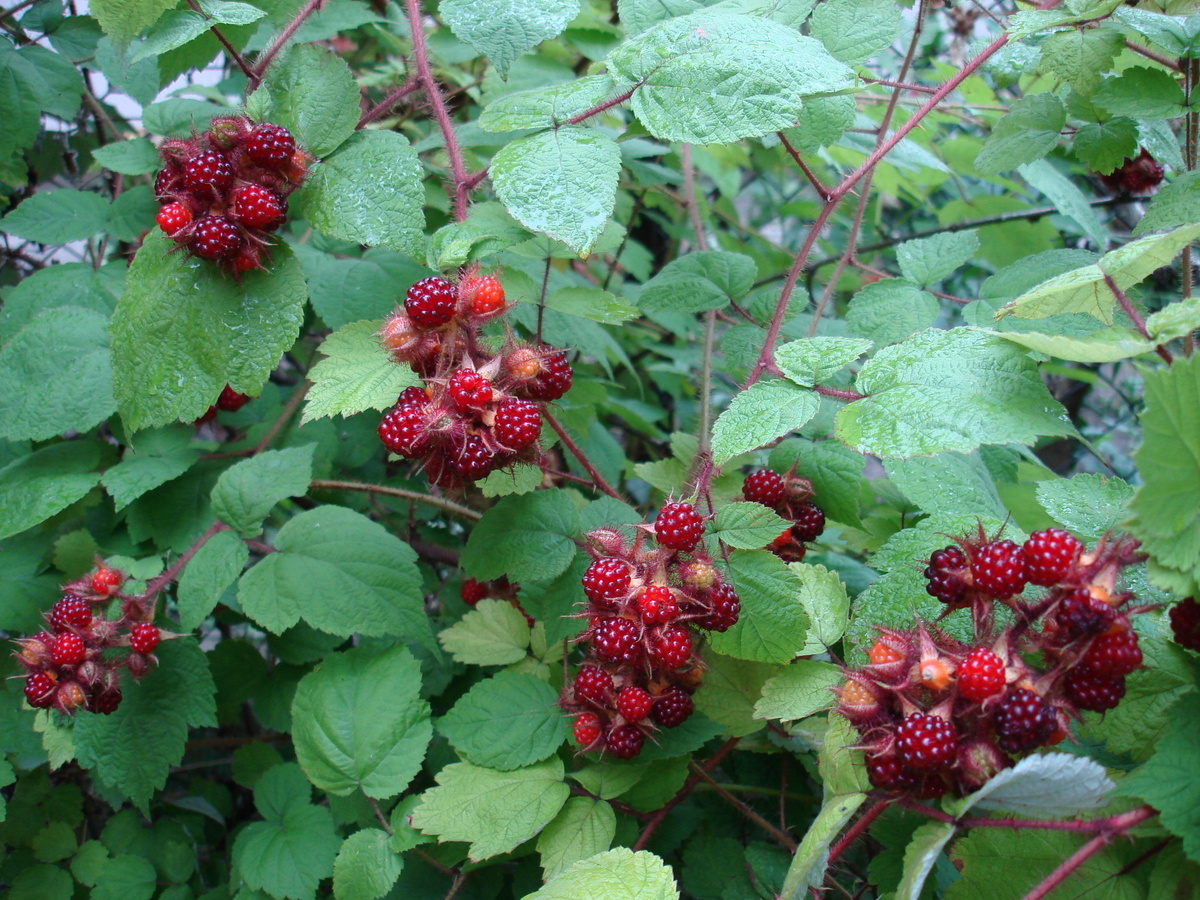 Rubus cockburnianus. ежевика рубус. рубус 14. рубус. Rubus cockburnianus.