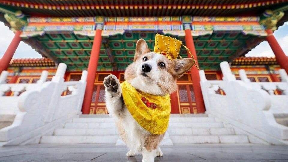 ОСОБЕННОСТИ СОДЕРЖАНИЯ СОБАК В КИТАЕ