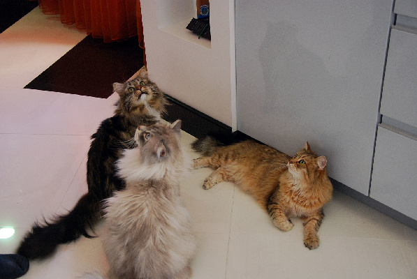    Фото: istockphoto/avstraliavasin