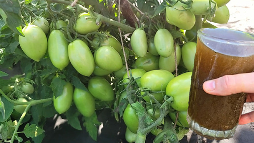 Лью в июле огурцам, томатам, перцу и они дают много вкусного урожая