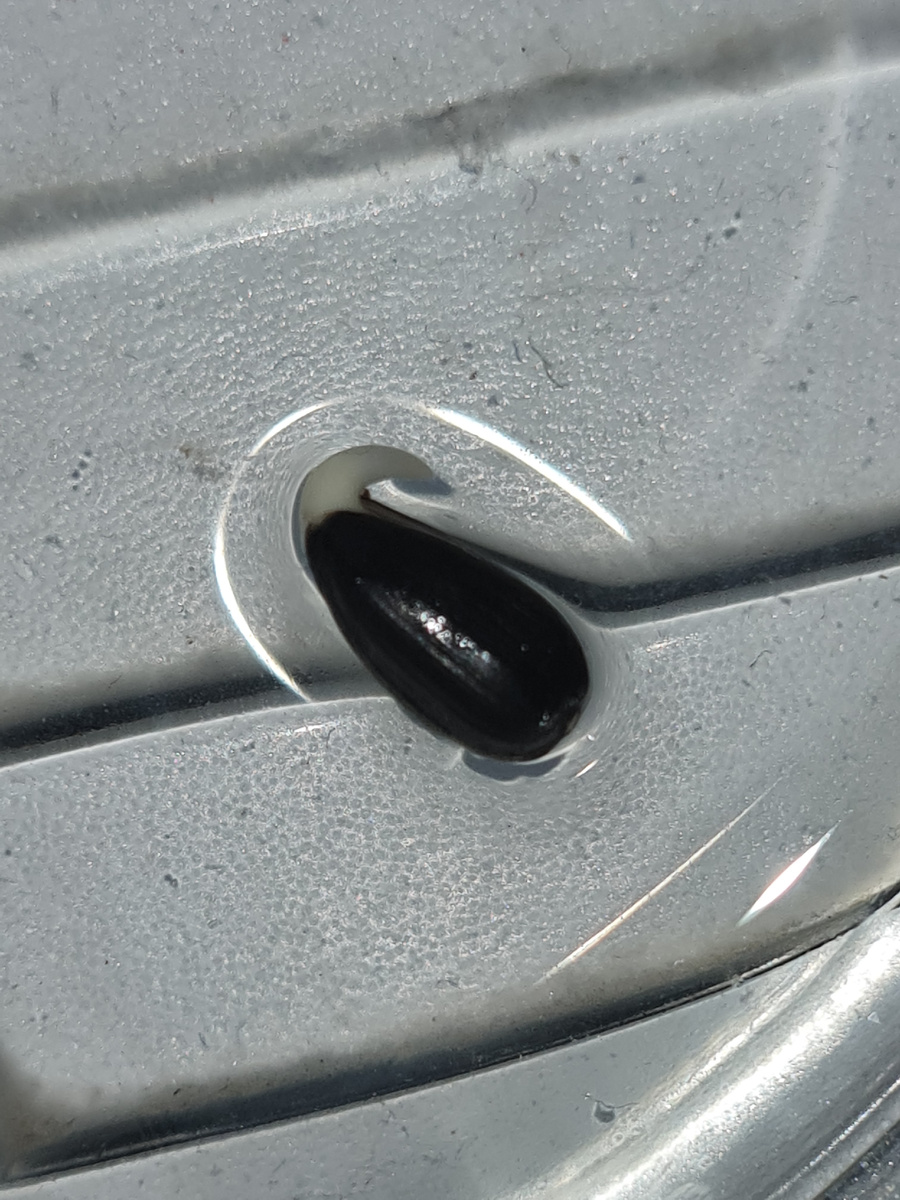 вот такие ростки получились изначально.