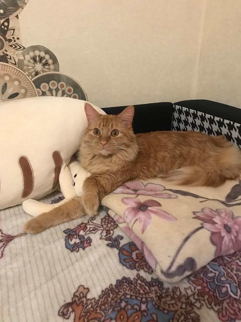 Мой кот
