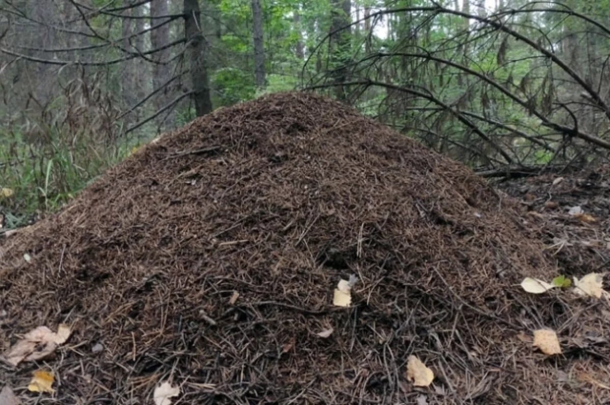    Пенсионер из Новосибирской области лежит на муравьях, чтобы быть здоровым