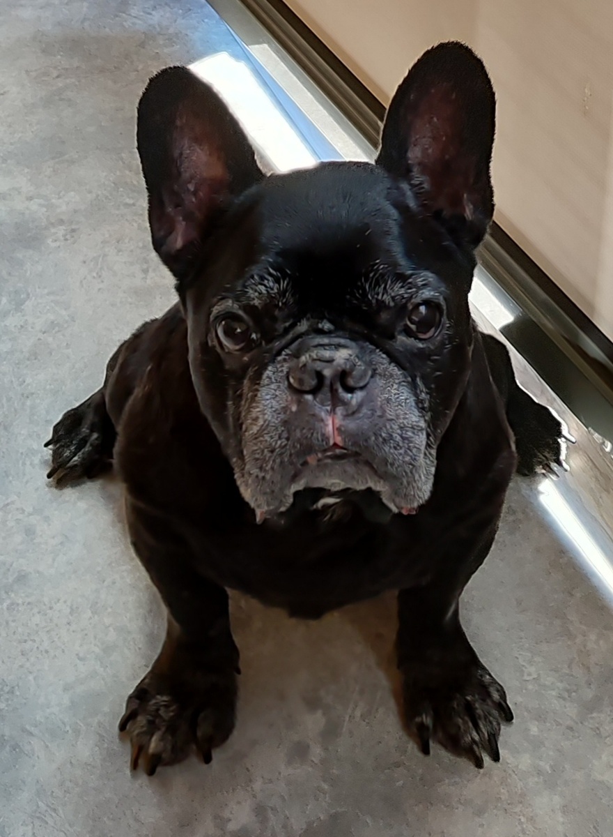 Сидит возле меня пока я завтракаю и ждёт – не обломится ли и ему кусочек 😁 Как думаете – обломилось?)