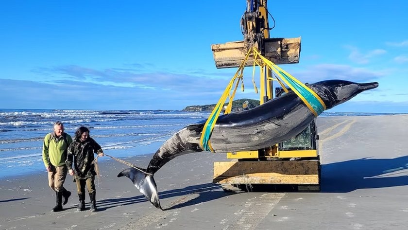 В Новой Зеландии на пляж выбросило самого редкого в мире кита