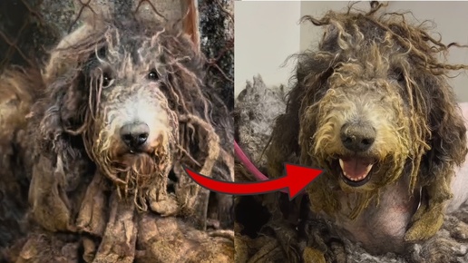 4 года в кошмарной клетке: избитая и голодающая собака наконец улыбается