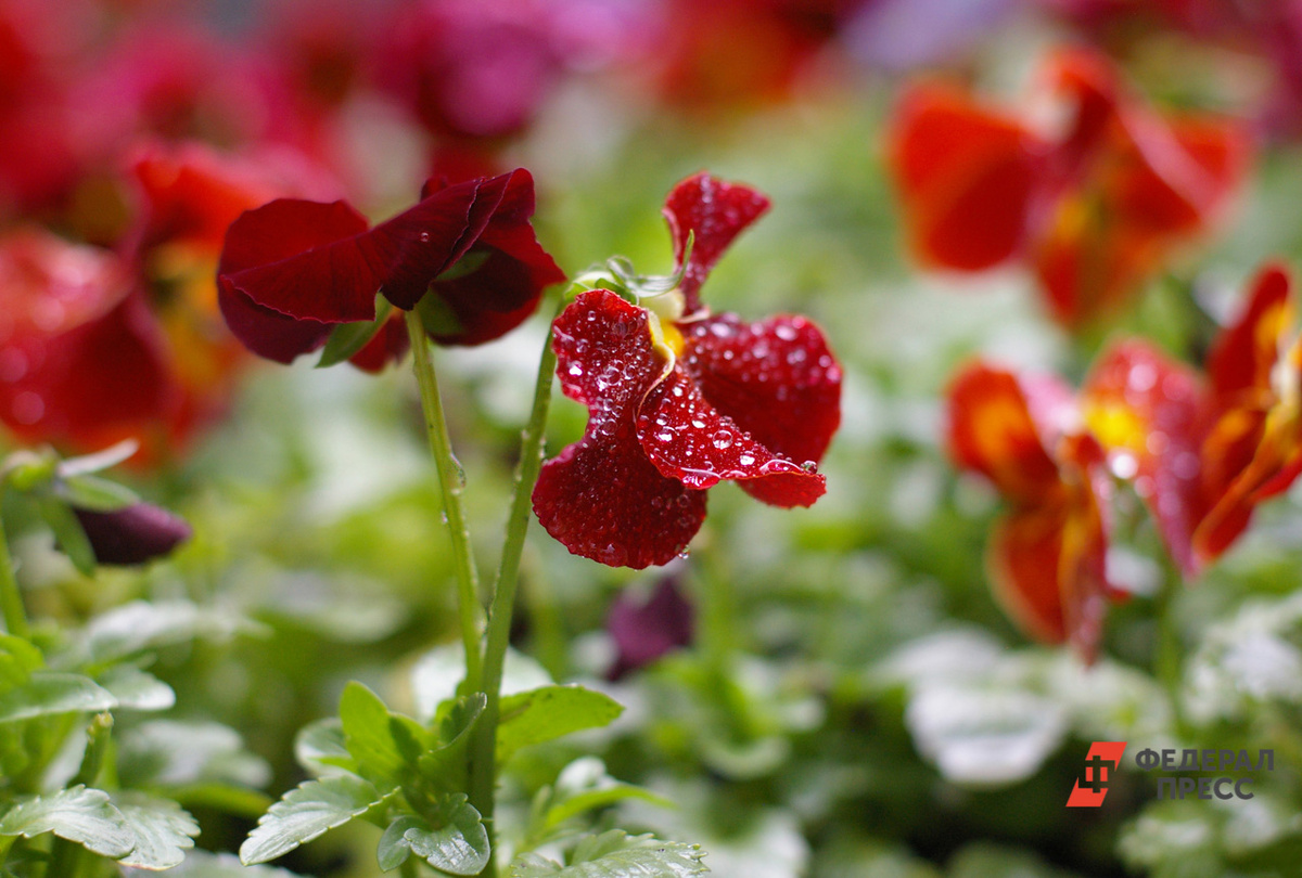 Непродолжительные осадки до конца июля будут почти каждый день.  Фото: Фото: ФедералПресс / Елена Сычева